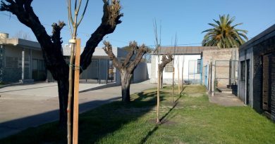 Nace un niño, nace un árbol: programa de forestación